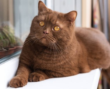 İngiliz kısa saçlı kahverengi kedi portresi, kedi kenarında oturuyor. büyük yuvarlak yüz tarçın İngiliz kedi closeup.