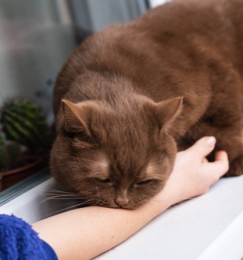 İngiliz doğurmak kahverengi kedi el ısırıkları
