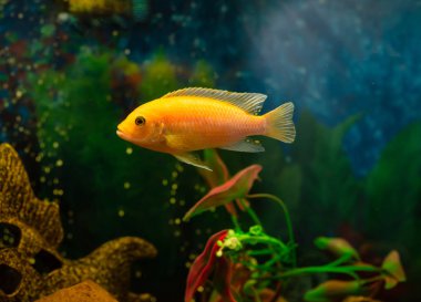 yakın bir rock konut balık Çiklit Maylandia estherae olduğunu Pseudotrophine Çiklit (Pseudotropheus estherae), Cichlidae.