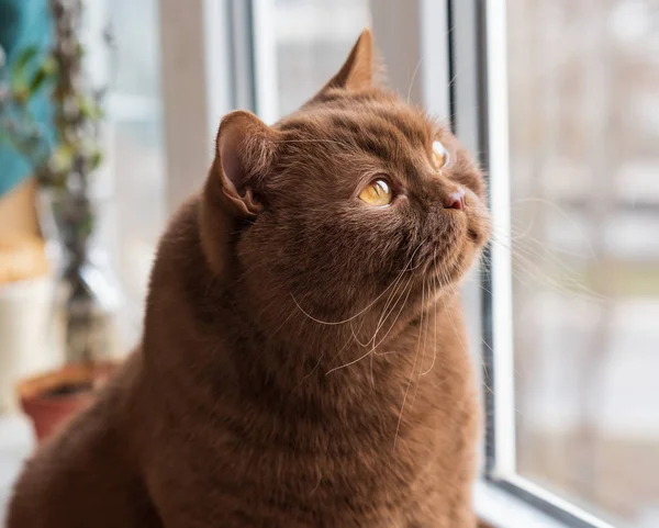 Retrato Gato Moreno Pelo Corto Británico Gato Está Sentado Alféizar —  Fotos de Stock