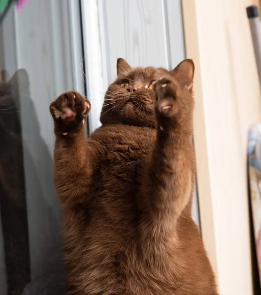 Gran Gato Marrón Raza Británica Sienta Alféizar Ventana Juega Con —  Fotos de Stock