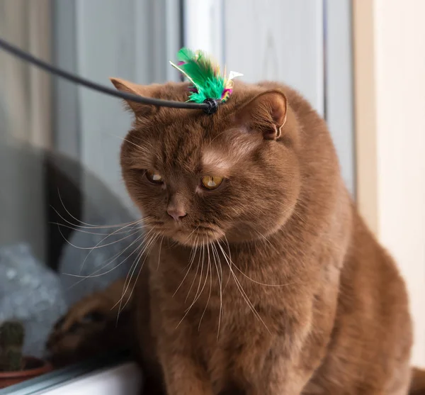 Big Brown Cat British Breed Sits Windowsill Window Plays Toy — Stock Photo, Image