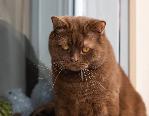 Portret Kota Brytyjskiego Krótkie Włosy Brązowe Kot Siedzi Parapecie Zbliżenie — Zdjęcie stockowe