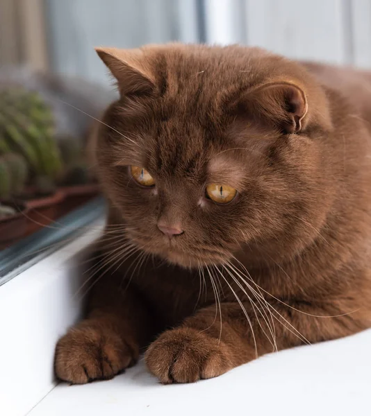 Retrato Gato Moreno Pelo Corto Británico Gato Está Sentado Alféizar —  Fotos de Stock
