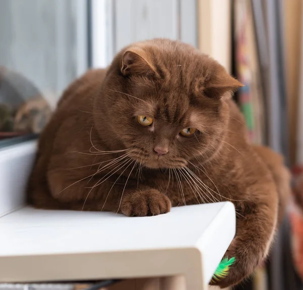 Gran Gato Marrón Raza Británica Sienta Alféizar Ventana Juega Con —  Fotos de Stock