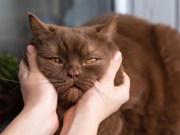 İngiliz doğurmak yanaklarda kahverengi kedi-Tamam