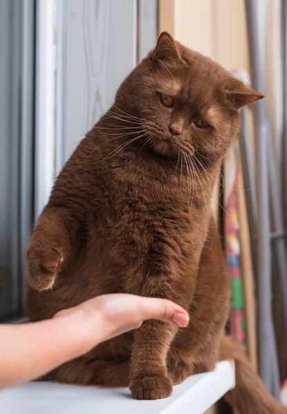 Een Grote Bruine Kat Van Britse Ras Zit Vensterbank Bij — Stockfoto