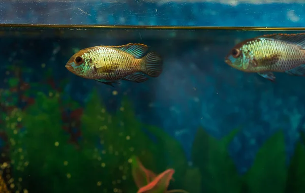 Akvárium Život Closeup Nannacara Anomala Zlatý Trpaslík Cichlid Akvarijních Ryb — Stock fotografie