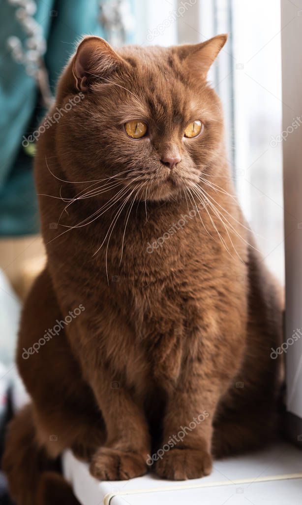 Portrait of British short hair brown cat, The cat is sitting on the windowsill. closeup of the big round face of cinnamon british cat.