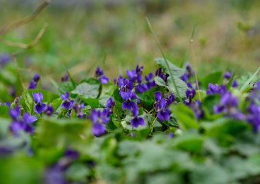 Tatlı mor (Viola odorata) kapatın. seçici odak. Bahar kavramı.