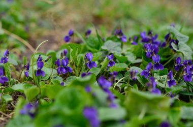 Tatlı mor (Viola odorata) kapatın. seçici odak. Bahar kavramı.