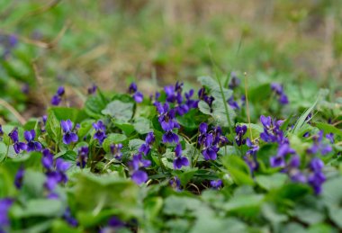 Tatlı mor (Viola odorata) kapatın. seçici odak. Bahar kavramı.
