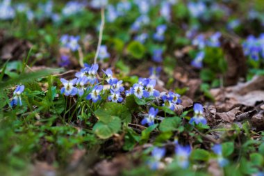 Tatlı mor (Viola odorata) kapatın. seçici odak. Bahar kavramı.