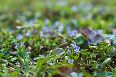 Tatlı mor (Viola odorata) kapatın. seçici odak. Bahar kavramı.