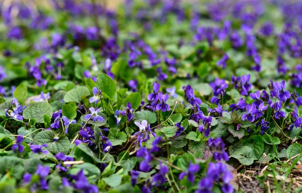 Tatlı Mor Viola Odorata Kapatın Seçici Odak Bahar Kavramı — Stok fotoğraf