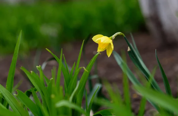 Свіжі Квіти Нарцисів Весняному Сонячному Лузі — стокове фото