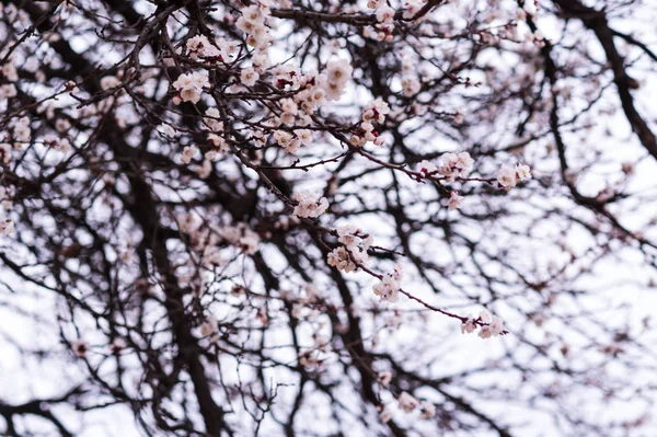 Gros Plan Première Branche Cerisier Fleurs Blanches Douces Concentration Sélective — Photo