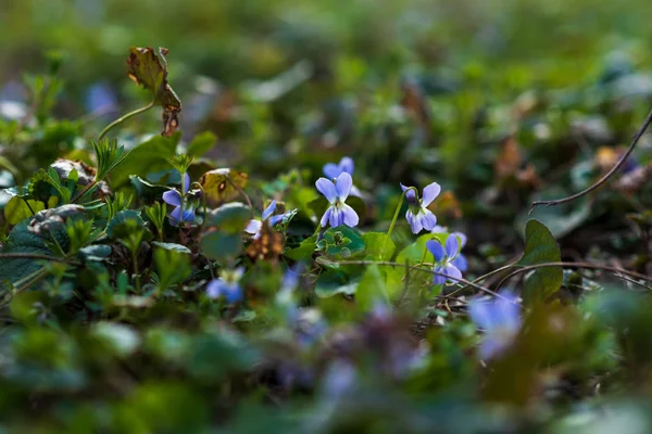 Tatlı Mor Viola Odorata Kapatın Seçici Odak Bahar Kavramı — Stok fotoğraf