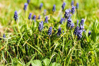 Muscari armeniacum veya bahar bahçesinde üzüm sümbül. seçici odaklama.