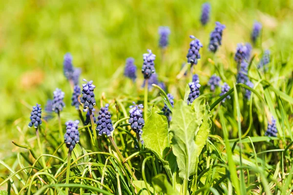 Muscari armeniacum veya bahar bahçesinde üzüm sümbül. seçici odaklama.