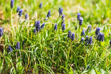 Muscari armeniacum veya bahar bahçesinde üzüm sümbül. seçici odaklama.
