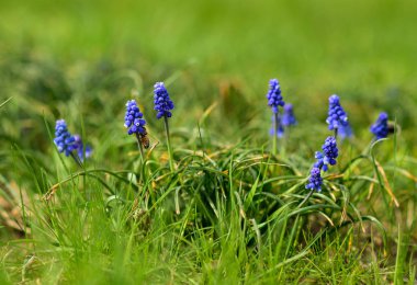 Muscari armeniacum veya bahar bahçesinde üzüm sümbül. seçici odaklama.