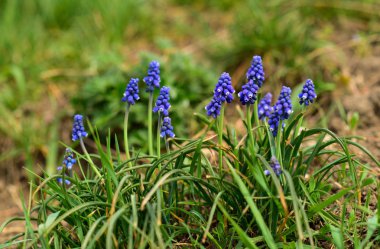 Muscari armeniacum veya bahar bahçesinde üzüm sümbül. seçici odaklama.