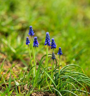 Muscari armeniacum veya bahar bahçesinde üzüm sümbül. seçici odaklama.