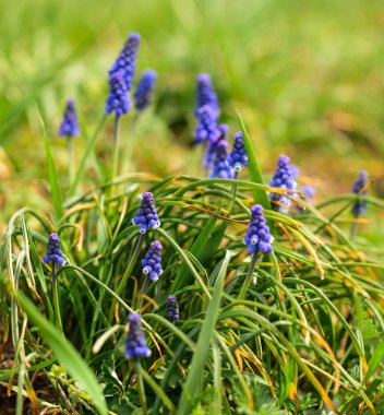 Muscari armeniacum veya bahar bahçesinde üzüm sümbül. seçici odaklama.