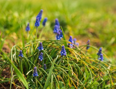 Muscari armeniacum veya bahar bahçesinde üzüm sümbül. seçici odaklama.