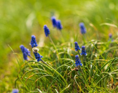 Muscari armeniacum veya bahar bahçesinde üzüm sümbül. seçici odaklama.