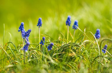 Muscari armeniacum veya bahar bahçesinde üzüm sümbül. seçici odaklama.