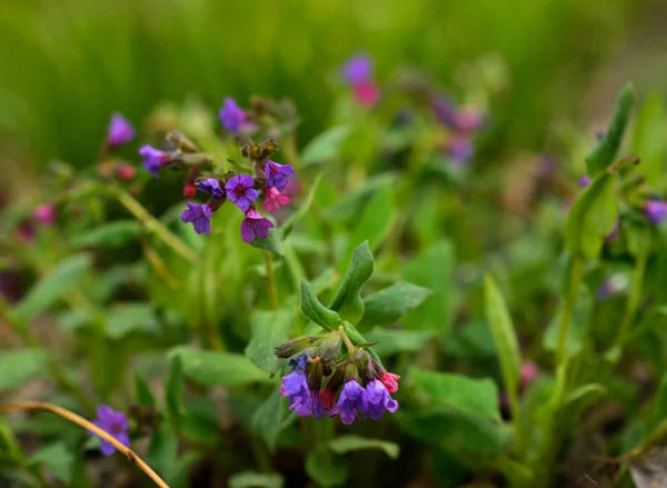Schöne Wildblumen Blühendes Gras Selektiver Fokus — Stockfoto