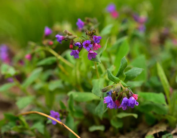 Schöne Wildblumen Blühendes Gras Selektiver Fokus — Stockfoto