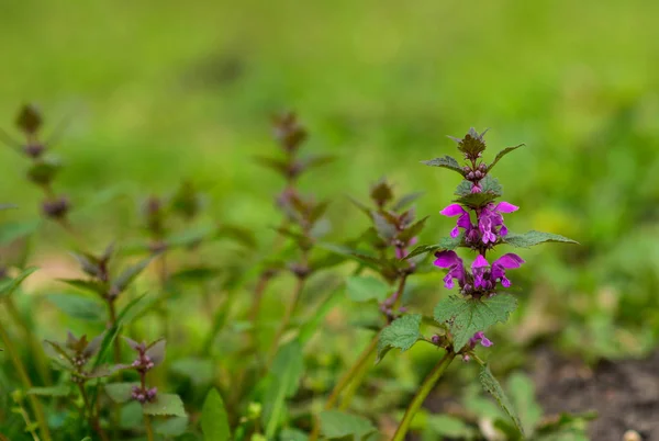 Ahşap Betony closeup, bahar kavramı