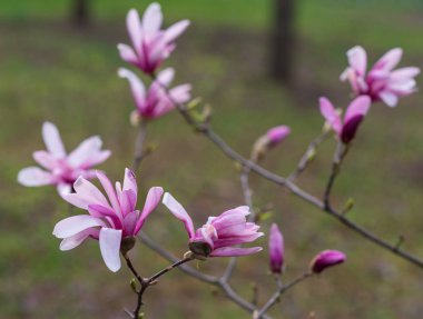 Güzel pembe manolya çiçekleri 