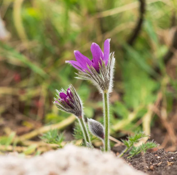 Schöne Pulsatilla Oder Östliche Passionsblume Die Auf Einer Frühlingswiese Blüht — Stockfoto