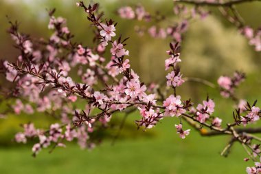 Baharda güzel çiçek sakura çiçekleri