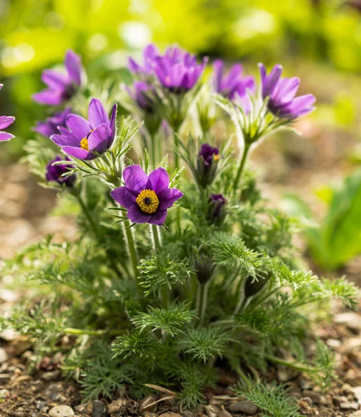 Hermosa Pulsatilla Flor Pascual Oriental Floreciendo Prado Primavera —  Fotos de Stock