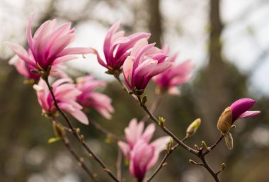 Güzel pembe manolya çiçekleri 