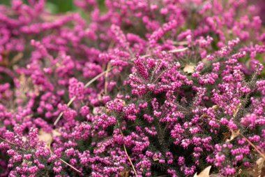 Güzel pembe çiçekler arka plan. seçici odaklama.