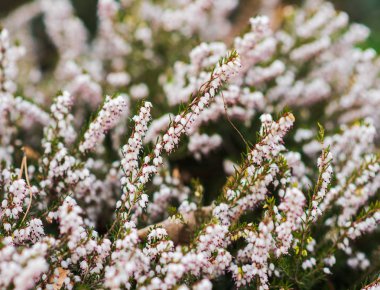 Güzel beyaz çiçekler arka plan. seçici odaklama.