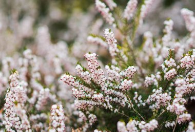 Güzel beyaz çiçekler arka plan. seçici odaklama.