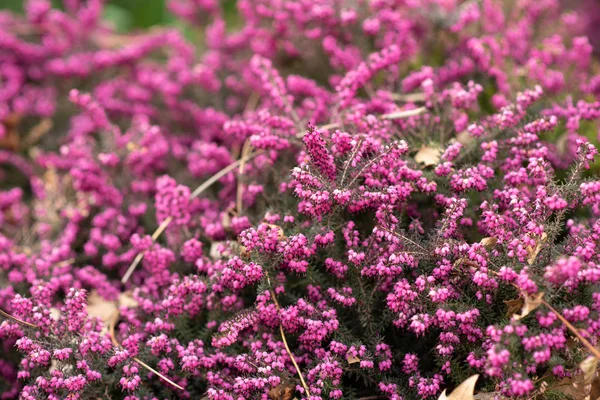 Schöne Rosa Blumen Hintergrund Selektiver Fokus — Stockfoto