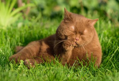 kedi yüzünü yıkar ve pembe dili ile pençeleri