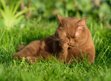 kedi yüzünü yıkar ve pembe dili ile pençeleri