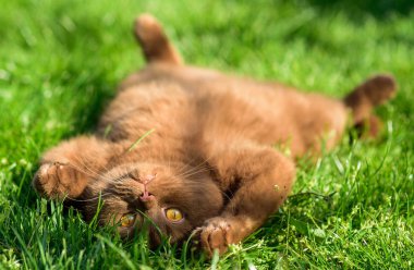 Güneşli bir günde yeşil çimenler üzerinde kahverengi İngiliz kedisi portresi. sevimli yüz ifadesi. kediler duygular.