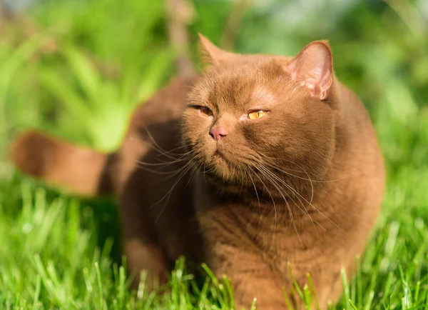 Retrato Gato Británico Marrón Sobre Una Hierba Verde Día Soleado — Foto de Stock