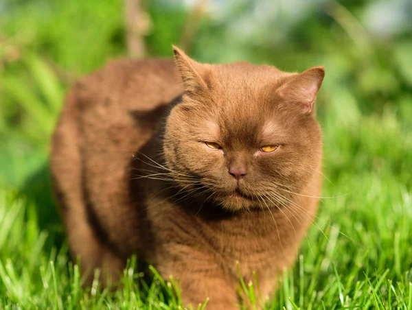 Πορτρέτο Του Καφέ Βρετανική Γάτα Ένα Πράσινο Γρασίδι Μια Ηλιόλουστη — Φωτογραφία Αρχείου