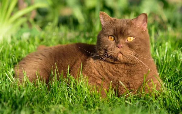 Πορτρέτο Του Καφέ Βρετανική Γάτα Ένα Πράσινο Γρασίδι Μια Ηλιόλουστη — Φωτογραφία Αρχείου
